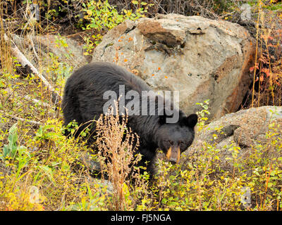 Amerikanische Schwarzbären (Ursus Americanus), in felsigem Gelände, USA, Wyoming, Yellowstone-Nationalpark Stockfoto