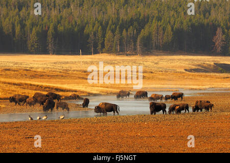 Amerikanischer Bison, Büffel (Bison Bison), Herde Büffel am Fluss, Hayden Valley, Yellowstone-Nationalpark, Wyoming, USA Stockfoto