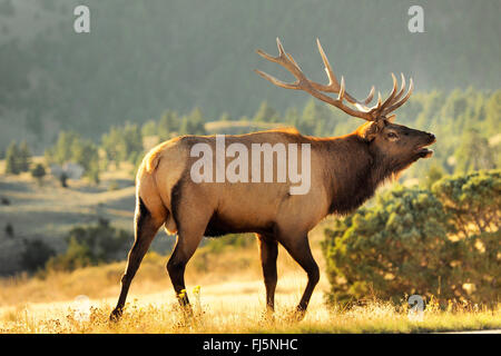 Wapiti, Elche (Cervus Elaphus Canadensis, Cervus Canadensis), Hirsch in der Brunftzeit, Mammoth Hot Springs, Yellowstone-Nationalpark, Wyoming, USA Stockfoto