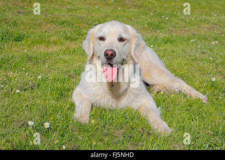 Golden Retriever (Canis Lupus F. Familiaris), fünf Jahre alten weißen Rüden liegen auf einer Wiese, Porträt, Deutschland Stockfoto