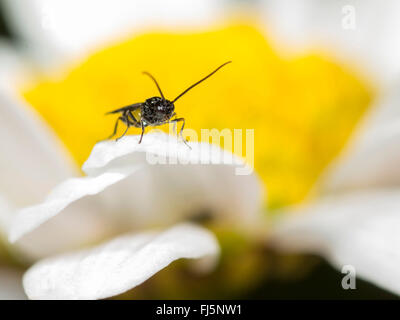 Braconiden, Braconiden Wespe (Bracon Atrator), Männchen auf der Blume von Oxeye-Daisy (Leucanthemum Vulgare), Deutschland Stockfoto