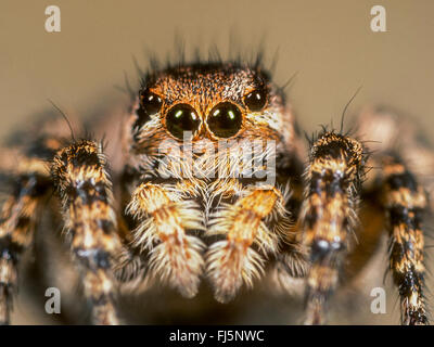 Springenden Spinne (Aelurillus V-Insignitus, Attus V-Insignitus, Phlegra V-Insignita Ictidops V-Insignitus), Männlich, Porträt, Deutschland Stockfoto