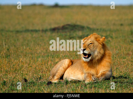 Löwe (Panthera Leo), männliche liegen in Savanne, Kenia, Masai Mara Nationalpark Stockfoto