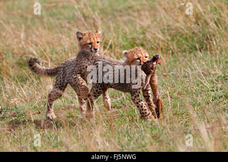 Gepard (Acinonyx Jubatus), zwei Jungen spielen mit den Resten von einem Gefangenen Antilopen, Kenia, Masai Mara Nationalpark Stockfoto