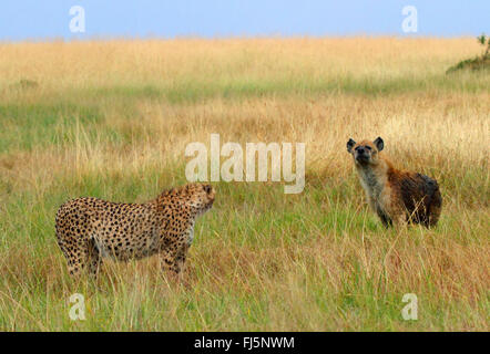 Gepard (Acinonyx Jubatus) und Hyänen in Savanne, Kenia, Masai Mara Nationalpark Stockfoto