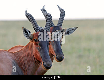 Topi, Tsessebi, Korrigum, Kudus (Damaliscus Lunatus Jimela), Porträt von zwei Konferenz, Kenia, Masai Mara Nationalpark Stockfoto