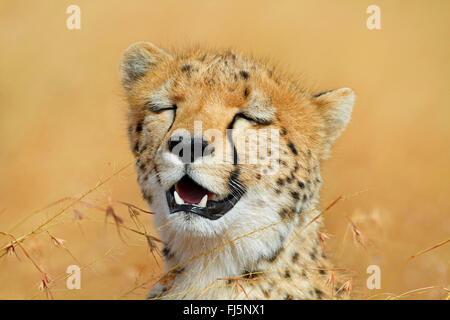 Gepard (Acinonyx Jubatus), Porträt, Kenia, Masai Mara Nationalpark Stockfoto