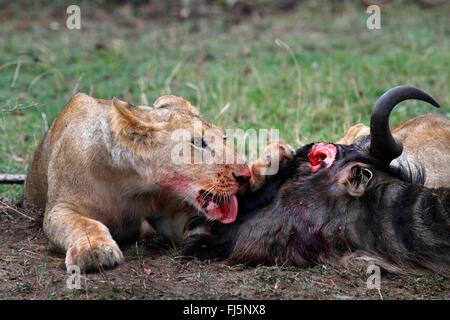 Löwe (Panthera Leo), speist Löwin auf Beute, Kenia, Masai Mara Nationalpark Stockfoto