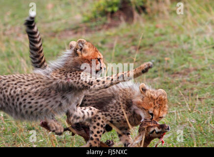 Gepard (Acinonyx Jubatus), fangen eine Antilope, Kenia, Masai Mara Nationalpark Stockfoto