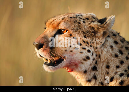 Gepard (Acinonyx Jubatus), Porträt, Kenia, Masai Mara Nationalpark Stockfoto