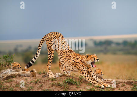 Gepard (Acinonyx Jubatus), Familie in Savanne, Kenia, Masai Mara Nationalpark Stockfoto