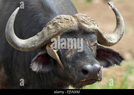 Afrikanischer Büffel (Syncerus Caffer), mit Oxpecker, Kenia, Masai Mara Nationalpark Stockfoto