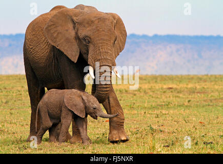 Afrikanischer Elefant (Loxodonta Africana), weibliche mit Welpen, Kenia, Masai Mara Nationalpark Stockfoto