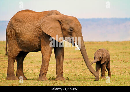 Afrikanischer Elefant (Loxodonta Africana), weibliche mit Welpen, Kenia, Masai Mara Nationalpark Stockfoto