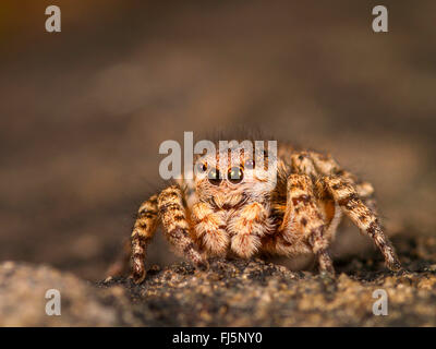 Springspinne (Aelurillus V-Insignitus, Phlegra V-Insignita, Attus V-Insignitus, Ictidops V-Insignitus), weibliche auf einem Stein, Deutschland Stockfoto