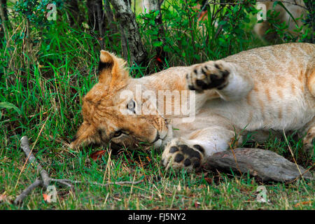 Löwe (Panthera Leo), ruhen Cub, Kenia, Masai Mara Nationalpark Stockfoto