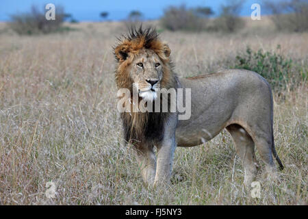 Löwe (Panthera Leo), männlicher Löwe in der Savanne, Kenia, Masai Mara National Park Stockfoto