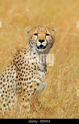 Gepard (Acinonyx Jubatus), Porträt, Kenia, Masai Mara Nationalpark Stockfoto