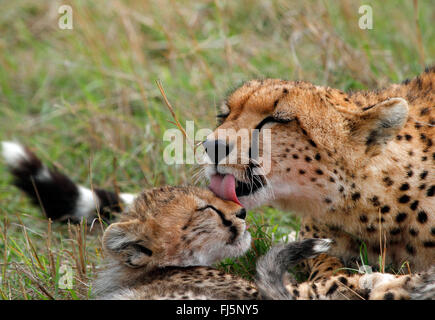 Gepard (Acinonyx Jubatus), Frau leckt junges, Kenia, Masai Mara Nationalpark Stockfoto