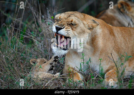 Löwe (Panthera Leo), knurrt Löwin ihr junges, Kenia, Masai Mara Nationalpark Stockfoto