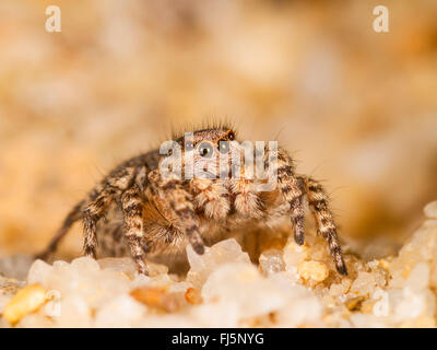 Springspinne (Aelurillus V-Insignitus, Phlegra V-Insignita, Attus V-Insignitus, Ictidops V-Insignitus), weibliche auf Sand, Deutschland Stockfoto