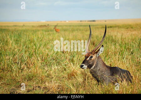 Wasserbock (Kobus Ellipsiprymnus), männliche ruht in Savanne, Kenia, Masai Mara Nationalpark Stockfoto