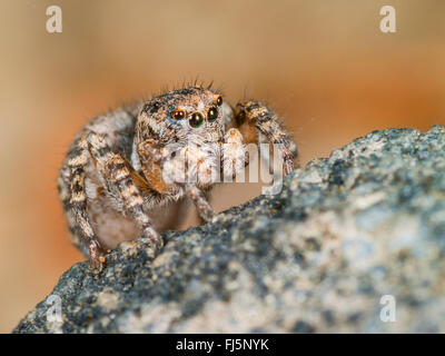 Springspinne (Aelurillus V-Insignitus, Phlegra V-Insignita, Attus V-Insignitus, Ictidops V-Insignitus), weibliche auf einem Stein, Deutschland Stockfoto