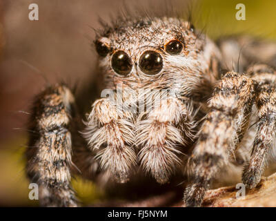 Springenden Spinne (Aelurillus V-Insignitus, Attus V-Insignitus, Phlegra V-Insignita Ictidops V-Insignitus), Weiblich, Porträt, Deutschland Stockfoto