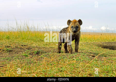 Hyänen (Crocuta Crocuta), Spotted Jungtier in Savanne, Kenia, Masai Mara Nationalpark Stockfoto