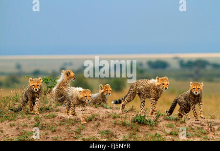 Gepard (Acinonyx Jubatus), sechs jungen Geparden, Kenia, Masai Mara Nationalpark Stockfoto