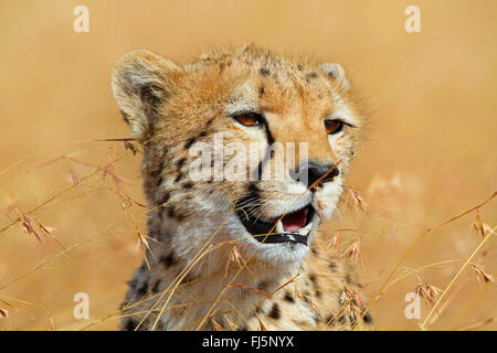 Gepard (Acinonyx Jubatus), Porträt, Kenia, Masai Mara Nationalpark Stockfoto