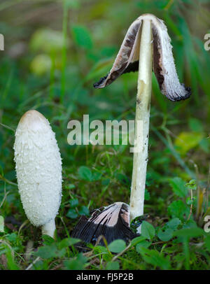 Shaggy Tinte GAP, des Rechtsanwalts Perücke, Shaggy Mähne (Coprinus Comatus, Coprinus Ovatus), zwei Fruchtkörper auf einer Wiese, einer von ihnen halbiert, Deutschland, Bayern, Oberbayern-Alpenvorland Stockfoto