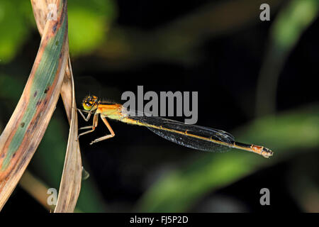 gemeinsamen Ischnura, blau-tailed Damselfly (Ischnura Elegans), Weiblich auf ein Blatt, Seitenansicht, Deutschland Stockfoto