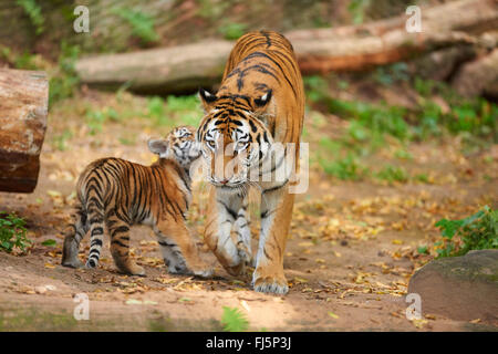 Sibirische Tiger, Amurian Tiger (Panthera Tigris Altaica), Weibchen mit Jungtier im outdoor-Gehäuse Stockfoto