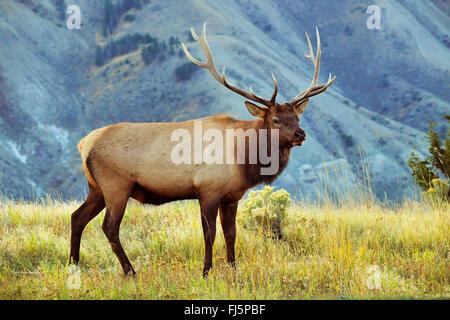 Wapiti, Elche (Cervus Elaphus Canadensis, Cervus Canadensis), Hirsch in der Brunftzeit, Mammoth Hot Springs, Yellowstone-Nationalpark, Wyoming, USA Stockfoto