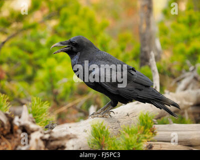 Kolkrabe (Corvus Corax), fordert Totholz, USA, Wyoming, Yellowstone-Nationalpark Stockfoto