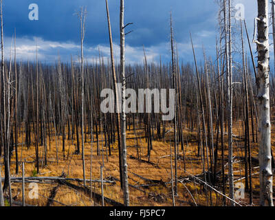 bleibt eines Waldbrandes, USA, Wyoming, Yellowstone-Nationalpark Stockfoto
