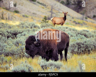 Amerikanischer Bison, Büffel (Bison Bison), männliche Bison und Elche, USA, Wyoming, Yellowstone-Nationalpark Stockfoto