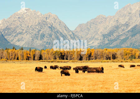 Amerikanische Bison, Büffel (Bison Bison), Herde von Büffel, USA, Wyoming, Grand-Teton-Nationalpark Stockfoto