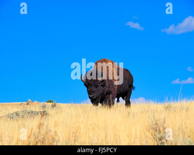 Amerikanischer Bison, Büffel (Bison Bison), männlichen Büffel, Lamar Valley, Yellowstone-Nationalpark, Wyoming, USA Stockfoto