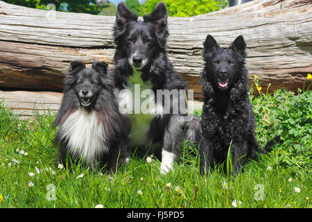 Border Collie (Canis Lupus F. Familiaris), dreizehn Jahre alte Border Collie sitzen zusammen mit einem Mudi und einem Sheltie vor einem Baumstamm, Deutschland Stockfoto