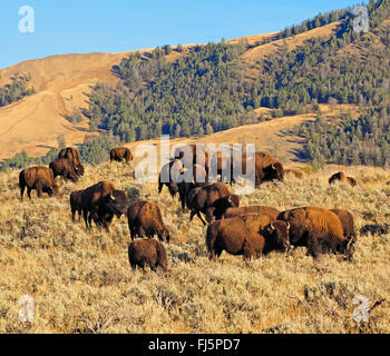 Amerikanischer Bison, Büffel (Bison Bison), Herde Büffel, Lamar Valley, Yellowstone-Nationalpark, Wyoming, USA Stockfoto