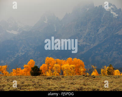 Amerikanischen Aspen, bebende Aspen, zitternde Espe (Populus Tremuloides), Herbstfärbung die Espen am Nationalpark, USA, Wyoming, Grand Teton Nationalpark Stockfoto