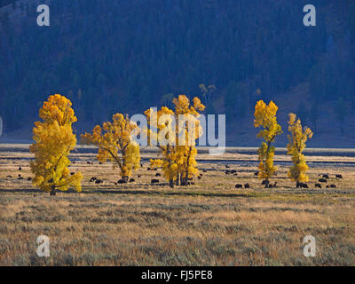 Amerikanischer Bison, Büffel (Bison Bison), Herde Büffel in Lamar Valley, USA, Wyoming, Yellowstone-Nationalpark Stockfoto