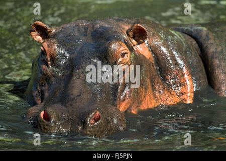 Nilpferd, Nilpferd, gemeinsame Flusspferd (Hippopotamus Amphibius), Porträt, Kenia, Masai Mara Nationalpark Stockfoto