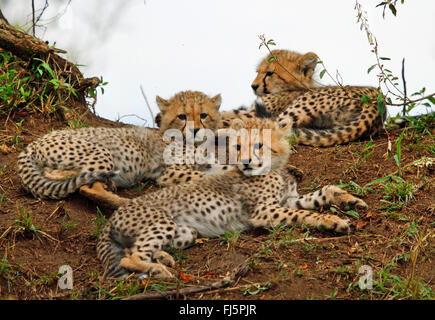 Gepard (Acinonyx Jubatus), drei Jungtiere ruhen, Kenia, Masai Mara Nationalpark Stockfoto