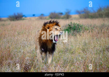 Löwe (Panthera Leo), männliche Löwen brüllen in Savanne, Kenia, Masai Mara Nationalpark Stockfoto