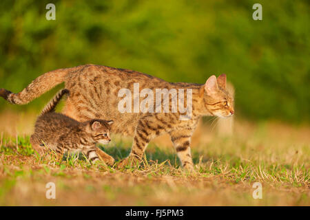 Hauskatze, Hauskatze (Felis Silvestris F. Catus), Katze mit Kätzchen auf einer Wiese, Seitenansicht, Deutschland Stockfoto