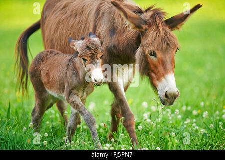Inländische Esel (Equus Asinus Asinus), Esel Fohlen mit Mutter auf einer Wiese, Deutschland Stockfoto