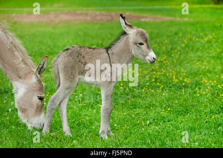 Inländische Esel (Equus Asinus Asinus), acht Stunden alten Esel Fohlen mit Mutter auf einer Wiese, Deutschland Stockfoto